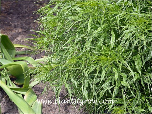 The foliage of this Sambucus is finely cut.